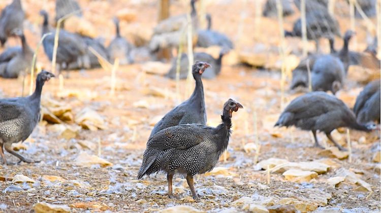 La nouvelle vie de la pintade fermière des Landes